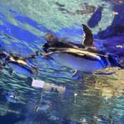 ヒメ日記 2026/02/01 21:07 投稿 今井 あなたに逢いたくて