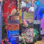 つむぎ サマーバケーションLP ドマーニ