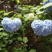 ヒメ日記 2025/05/28 08:06 投稿 小西ひなの 五十路マダムエクスプレス船橋店(カサブランカグループ)