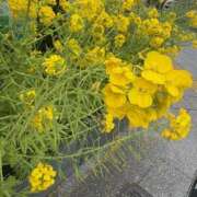 ヒメ日記 2025/03/07 14:07 投稿 まりこ 人妻本舗愛のしずく名古屋店