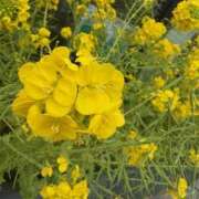 ヒメ日記 2025/03/08 16:09 投稿 まりこ 人妻本舗愛のしずく名古屋店