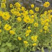 ヒメ日記 2025/03/08 20:27 投稿 まりこ 人妻本舗愛のしずく名古屋店