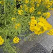 ヒメ日記 2025/03/11 16:53 投稿 まりこ 人妻本舗愛のしずく名古屋店