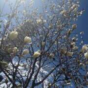 ヒメ日記 2025/03/21 15:41 投稿 まりこ 人妻本舗愛のしずく名古屋店