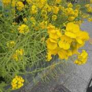 ヒメ日記 2025/03/21 17:37 投稿 まりこ 人妻本舗愛のしずく名古屋店