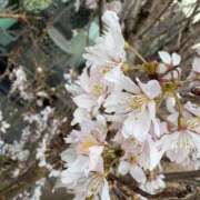 ヒメ日記 2025/03/22 15:14 投稿 まりこ 人妻本舗愛のしずく名古屋店