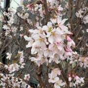 ヒメ日記 2025/03/25 14:02 投稿 まりこ 人妻本舗愛のしずく名古屋店