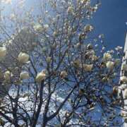 ヒメ日記 2025/03/29 19:26 投稿 まりこ 人妻本舗愛のしずく名古屋店