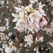 ヒメ日記 2025/03/30 15:23 投稿 まりこ 人妻本舗愛のしずく名古屋店