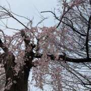ヒメ日記 2025/04/01 14:04 投稿 まりこ 人妻本舗愛のしずく名古屋店