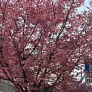 ヒメ日記 2025/04/01 18:40 投稿 まりこ 人妻本舗愛のしずく名古屋店