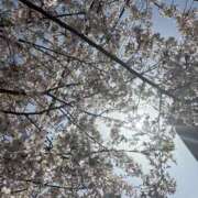 ヒメ日記 2025/04/05 16:05 投稿 まりこ 人妻本舗愛のしずく名古屋店