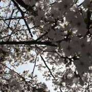 ヒメ日記 2025/04/05 22:46 投稿 まりこ 人妻本舗愛のしずく名古屋店