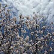 ヒメ日記 2025/04/11 14:10 投稿 まりこ 人妻本舗愛のしずく名古屋店