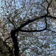 ヒメ日記 2025/04/12 15:26 投稿 まりこ 人妻本舗愛のしずく名古屋店