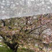 ヒメ日記 2025/04/15 15:11 投稿 まりこ 人妻本舗愛のしずく名古屋店