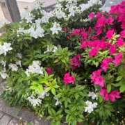 ヒメ日記 2025/04/22 13:45 投稿 まりこ 人妻本舗愛のしずく名古屋店