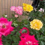 ヒメ日記 2025/05/24 17:35 投稿 まりこ 人妻本舗愛のしずく名古屋店