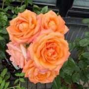 ヒメ日記 2025/05/24 22:38 投稿 まりこ 人妻本舗愛のしずく名古屋店