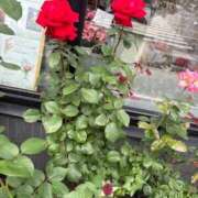 ヒメ日記 2025/05/27 18:18 投稿 まりこ 人妻本舗愛のしずく名古屋店