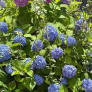 ヒメ日記 2025/05/31 14:25 投稿 まりこ 人妻本舗愛のしずく名古屋店