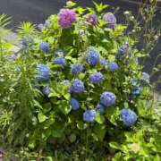 ヒメ日記 2025/05/31 20:52 投稿 まりこ 人妻本舗愛のしずく名古屋店