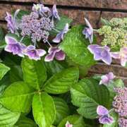 まりこ こんにちは。 人妻本舗愛のしずく名古屋店