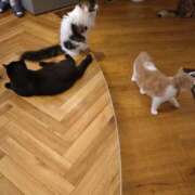 ヒメ日記 2025/03/21 03:48 投稿 せんり 人妻本舗愛のしずく名古屋店