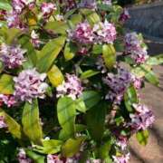 ヒメ日記 2025/03/18 17:35 投稿 りの 人妻本舗愛のしずく名古屋店