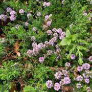 ヒメ日記 2025/03/26 10:26 投稿 りの 人妻本舗愛のしずく名古屋店