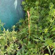 ヒメ日記 2025/03/26 14:18 投稿 りの 人妻本舗愛のしずく名古屋店