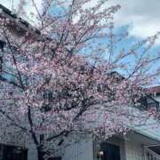 ヒメ日記 2025/03/30 20:16 投稿 りの 人妻本舗愛のしずく名古屋店