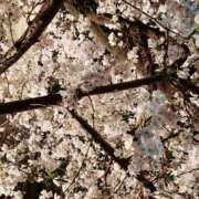 ヒメ日記 2025/04/02 23:10 投稿 りの 人妻本舗愛のしずく名古屋店