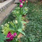 ヒメ日記 2025/04/03 07:09 投稿 りの 人妻本舗愛のしずく名古屋店