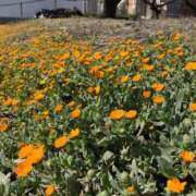 ヒメ日記 2025/04/10 09:43 投稿 りの 人妻本舗愛のしずく名古屋店