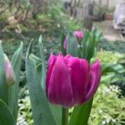 ヒメ日記 2025/04/12 09:25 投稿 りの 人妻本舗愛のしずく名古屋店