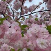 ヒメ日記 2025/04/20 10:37 投稿 りの 人妻本舗愛のしずく名古屋店