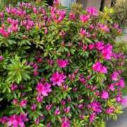 ヒメ日記 2025/04/29 08:45 投稿 りの 人妻本舗愛のしずく名古屋店