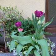 ヒメ日記 2025/04/29 10:43 投稿 りの 人妻本舗愛のしずく名古屋店