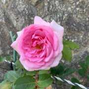 ヒメ日記 2025/04/30 16:38 投稿 りの 人妻本舗愛のしずく名古屋店