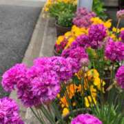 ヒメ日記 2025/05/07 07:37 投稿 りの 人妻本舗愛のしずく名古屋店