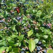 ヒメ日記 2025/05/11 23:20 投稿 りの 人妻本舗愛のしずく名古屋店