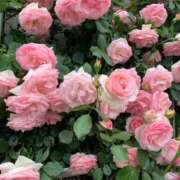 ヒメ日記 2025/05/12 09:58 投稿 りの 人妻本舗愛のしずく名古屋店