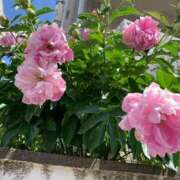 ヒメ日記 2025/05/12 21:02 投稿 りの 人妻本舗愛のしずく名古屋店