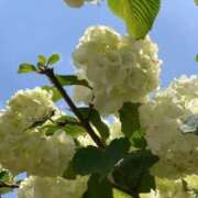 ヒメ日記 2025/05/14 11:51 投稿 りの 人妻本舗愛のしずく名古屋店