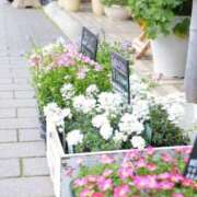 ヒメ日記 2025/05/15 08:18 投稿 りの 人妻本舗愛のしずく名古屋店