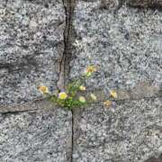 ヒメ日記 2025/05/17 10:02 投稿 りの 人妻本舗愛のしずく名古屋店