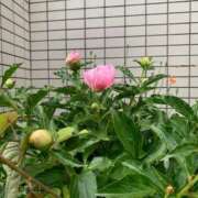 ヒメ日記 2025/05/19 09:20 投稿 りの 人妻本舗愛のしずく名古屋店