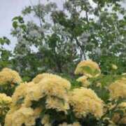 ヒメ日記 2025/05/20 09:34 投稿 りの 人妻本舗愛のしずく名古屋店