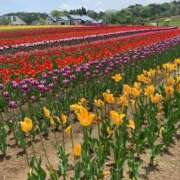 ヒメ日記 2025/05/28 14:21 投稿 りの 人妻本舗愛のしずく名古屋店